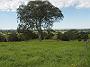 Tinonee-orchids-II 000